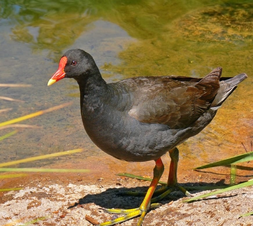 Water Hen